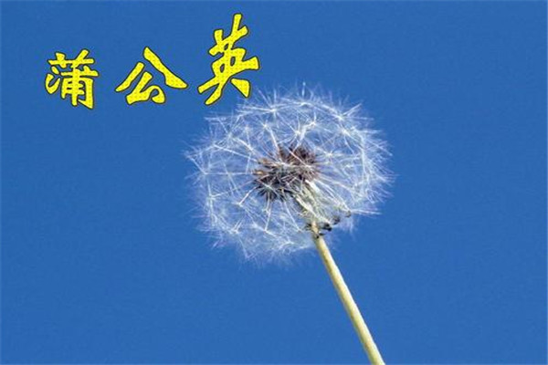 世界上最顽强的花 蒲公英（代表着勇敢和不放弃）404 / 作者:UFO爱好者 / 帖子ID:91617