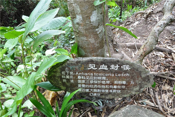 世界十大毒王植物 自杀树可以诱人自杀让人精神失常285 / 作者:UFO爱好者 / 帖子ID:91672