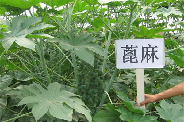 世界十大毒王植物 自杀树可以诱人自杀让人精神失常68 / 作者:UFO爱好者 / 帖子ID:91672