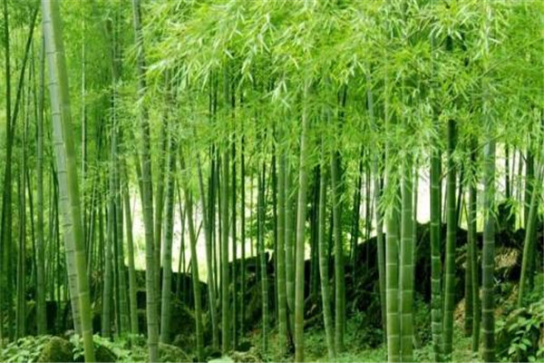世界上生长速度最快的植物 这些植物生长速度快让人惊讶856 / 作者:UFO爱好者 / 帖子ID:91777