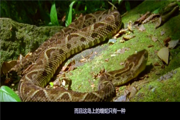 巴西蛇岛为什么那么多蛇 优越自然环境造就毒蛇王国111 / 作者:UFO爱好者 / 帖子ID:91865