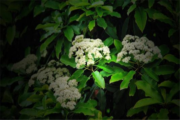 世界上能发出精液味道的花 石楠花（味道过于浓重）62 / 作者:UFO爱好者 / 帖子ID:91826