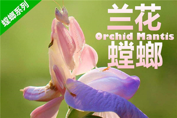 世界上最漂亮的螳螂 兰花螳螂（颜色鲜艳颜值超高）845 / 作者:UFO爱好者 / 帖子ID:91900