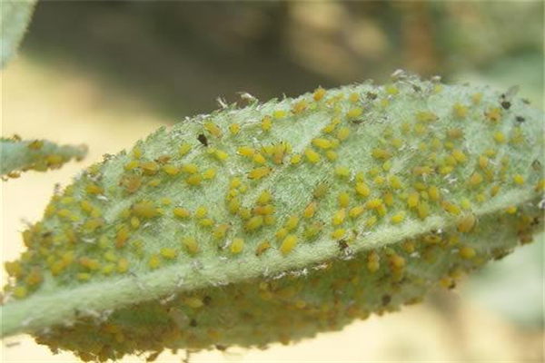 世界十大最丑动物 这十种动物颜值很低看了辣眼睛996 / 作者:UFO爱好者 / 帖子ID:91954