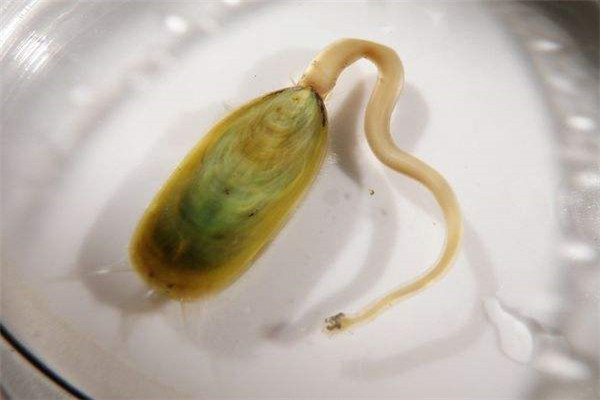 世界现存于世的最古老生物之一 舌形贝（贝壳的一种）398 / 作者:UFO爱好者 / 帖子ID:92009