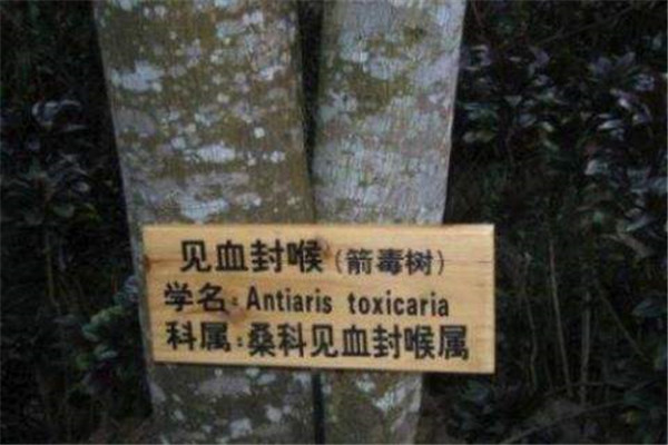世界最毒的树木 毒箭木（又名见血封喉毒性极强）770 / 作者:UFO爱好者 / 帖子ID:92062