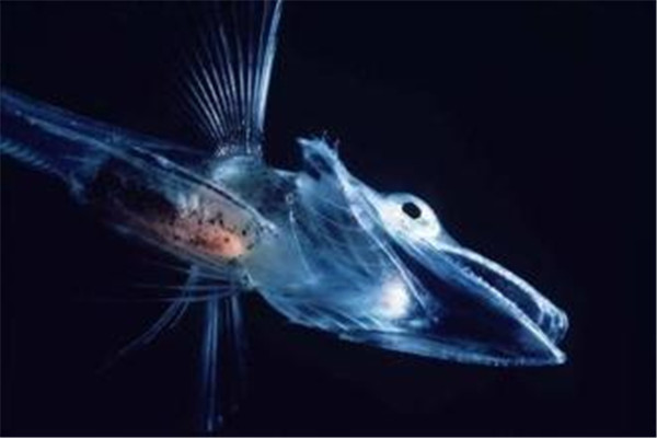 世界最抗冻的一种鱼 鳄冰鱼（生活在有冰川的南极海洋）351 / 作者:UFO爱好者 / 帖子ID:92543