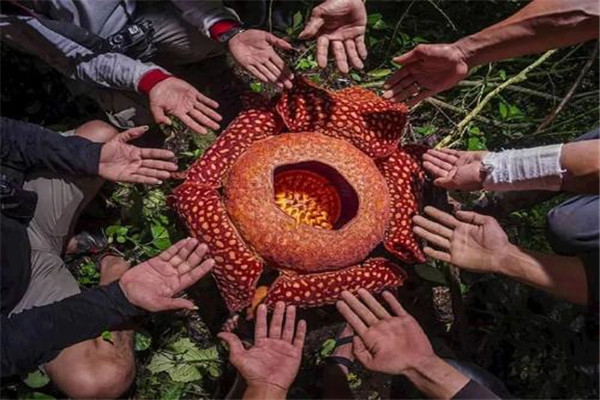世界上最独特的花排名 第一象征爱情第二很是高洁869 / 作者:UFO爱好者 / 帖子ID:92167