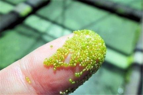 世界上最小的花是哪个 小的令人惊讶（绿色的芜萍）99 / 作者:UFO爱好者 / 帖子ID:92325