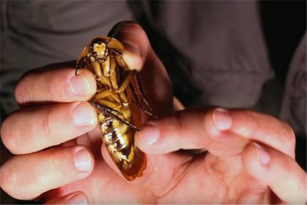家里放一物绝对没蟑螂 科学灭除蟑螂的方法有哪些499 / 作者:UFO爱好者 / 帖子ID:102123