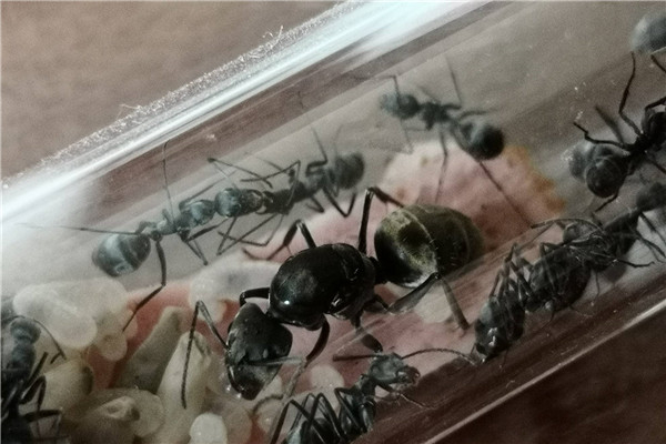 具有神经质的蚂蚁 日本弓背蚁（对风吹草动很敏感）165 / 作者:UFO爱好者 / 帖子ID:102053