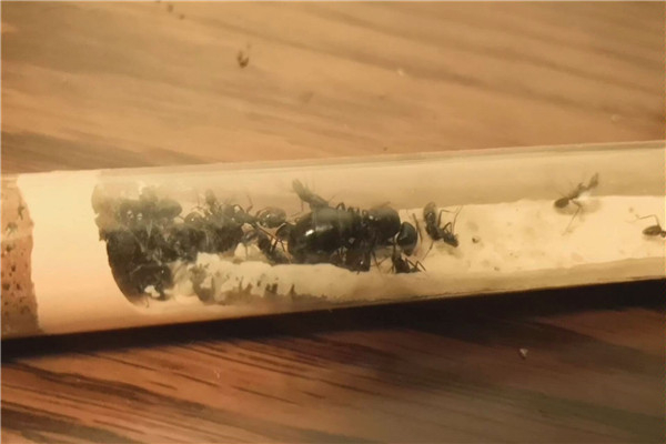 具有神经质的蚂蚁 日本弓背蚁（对风吹草动很敏感）483 / 作者:UFO爱好者 / 帖子ID:102053