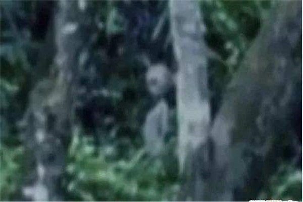 历史上真实的丧尸事件 这些事件看似真实实际可信度不高437 / 作者:UFO爱好者 / 帖子ID:101452