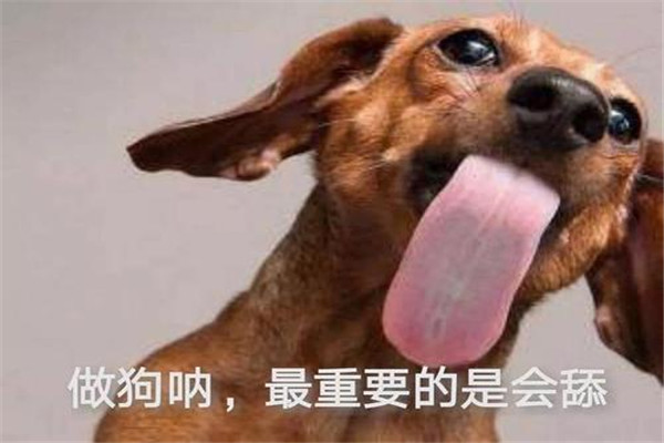 舔狗是什么意思 舔狗是一种网络用语词（讽刺意义）23 / 作者:UFO爱好者 / 帖子ID:101671