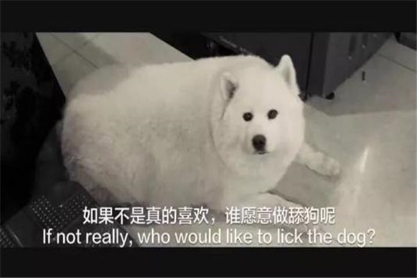 舔狗是什么意思 舔狗是一种网络用语词（讽刺意义）211 / 作者:UFO爱好者 / 帖子ID:101671