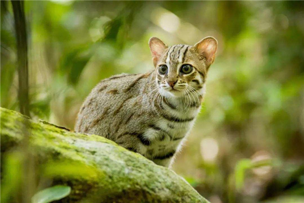 世界上体重最小的猫品种 喜马拉雅猫外形酷似波斯猫854 / 作者:UFO爱好者 / 帖子ID:91195