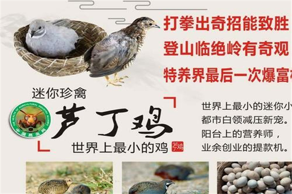 世界上最小的鸡 芦丁鸡（出生时和硬币大小相同）489 / 作者:UFO爱好者 / 帖子ID:91342
