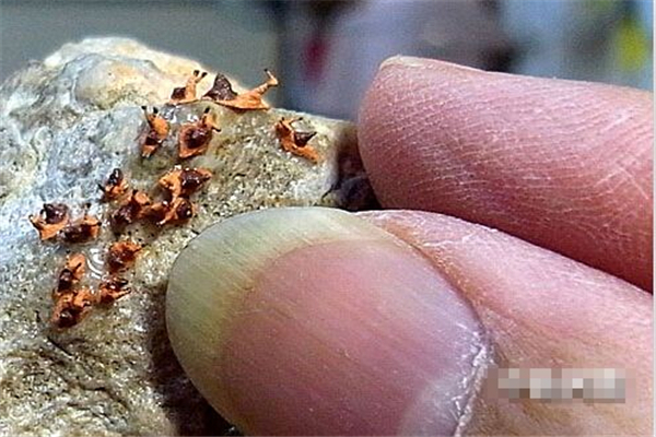 世界上最小的蜗牛 体长仅0.6毫米（身体比针眼更小）704 / 作者:UFO爱好者 / 帖子ID:91344
