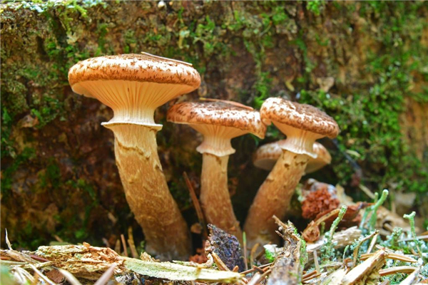 世界上存在过的最大的生物 其中绝大部分都已经灭绝623 / 作者:UFO爱好者 / 帖子ID:91327