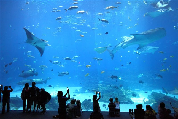 世界上最大的水族馆 乔治亚水族馆（属于美国）447 / 作者:UFO爱好者 / 帖子ID:91204