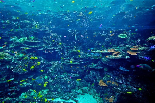 世界上最大的水族馆 乔治亚水族馆（属于美国）173 / 作者:UFO爱好者 / 帖子ID:91204