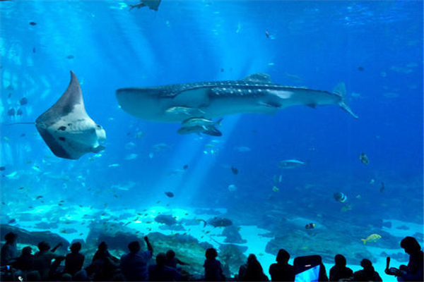 世界上最大的水族馆 乔治亚水族馆（属于美国）509 / 作者:UFO爱好者 / 帖子ID:91204