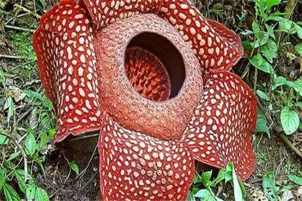 世界上体型最大的花 大王花,被称之为“世界花王”165 / 作者:UFO爱好者 / 帖子ID:90890