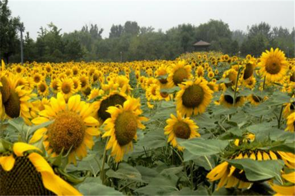世界上最大的花海 普罗旺斯的薰衣草园相当美丽迷人0 / 作者:UFO爱好者 / 帖子ID:90972