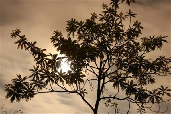 下凡历劫的人特征有哪些 和普通人有很多相似之处375 / 作者:UFO爱好者 / 帖子ID:100406