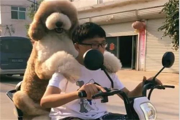 巨型泰迪是什么品种 贵宾犬（体型比泰迪大得多）407 / 作者:UFO爱好者 / 帖子ID:100321