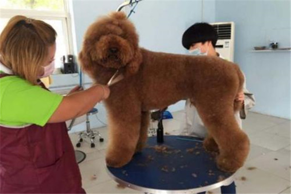 巨型泰迪是什么品种 贵宾犬（体型比泰迪大得多）363 / 作者:UFO爱好者 / 帖子ID:100321
