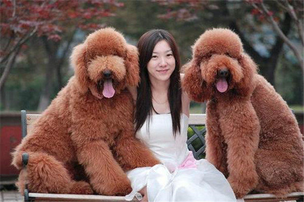 巨型泰迪是什么品种 贵宾犬（体型比泰迪大得多）657 / 作者:UFO爱好者 / 帖子ID:100321