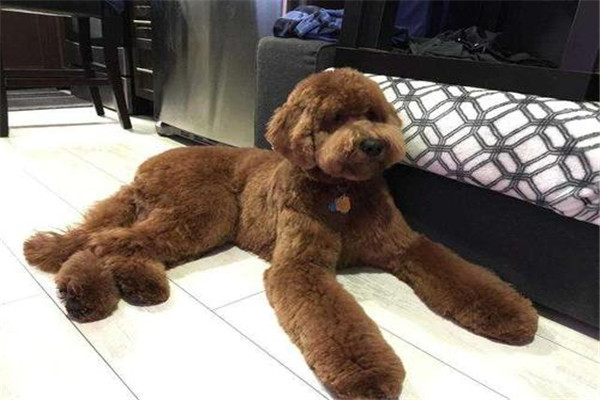 巨型泰迪是什么品种 贵宾犬（体型比泰迪大得多）117 / 作者:UFO爱好者 / 帖子ID:100321