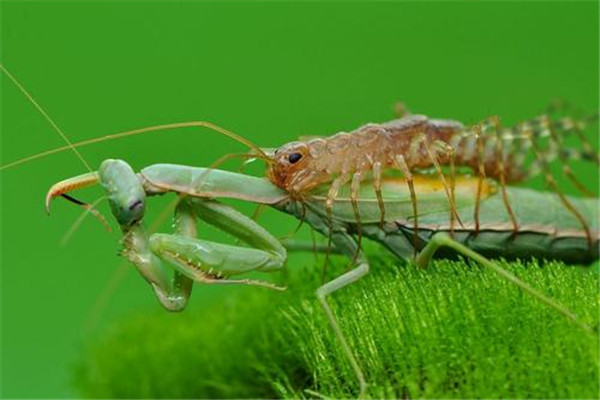 蚰蜒钻耳朵里吃脑浆是真的吗 不是真的（只能进入中耳腔）813 / 作者:UFO爱好者 / 帖子ID:72463