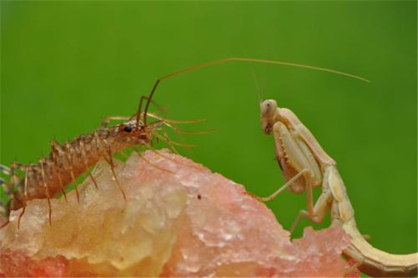 蚰蜒钻耳朵里吃脑浆是真的吗 不是真的（只能进入中耳腔）790 / 作者:UFO爱好者 / 帖子ID:72463
