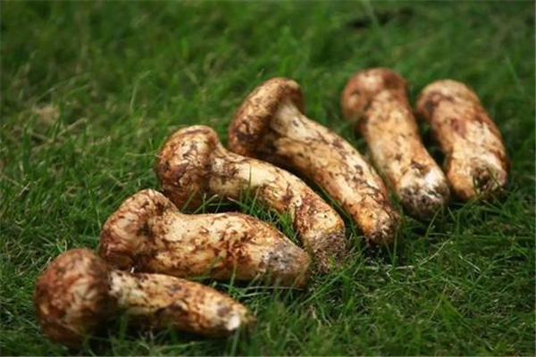 世界十大奢侈食物 藏红花上榜白鲸鱼子酱价格昂贵837 / 作者:UFO爱好者 / 帖子ID:72454
