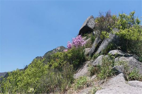 修水白岭镇为什么多出美女：当地爱喝菊花茶（美容养颜）332 / 作者:UFO爱好者 / 帖子ID:71027