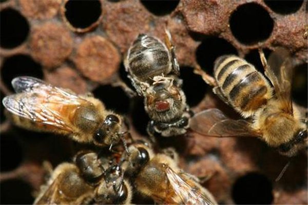 爱因斯坦实现的4个预言：蜜蜂消失地球毁灭？（不一定）144 / 作者:UFO爱好者 / 帖子ID:71560