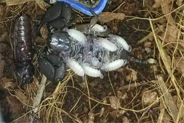 八重山蝎介绍：三种雌雄同体蝎子的一种（没有毒性）132 / 作者:UFO爱好者 / 帖子ID:95394