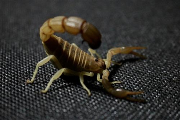 黄肥尾蝎介绍：毒性非常强（有主动攻击倾向）835 / 作者:UFO爱好者 / 帖子ID:95458