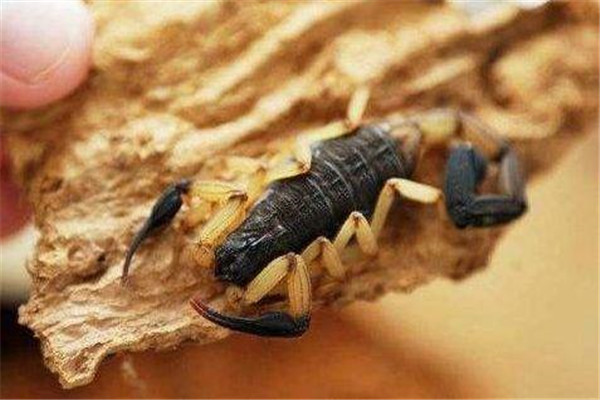 哥斯达黎加双色木蝎介绍：身长可达15cm（有严重洁癖）660 / 作者:UFO爱好者 / 帖子ID:95494