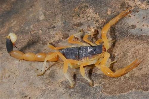 哥斯达黎加双色木蝎介绍：身长可达15cm（有严重洁癖）753 / 作者:UFO爱好者 / 帖子ID:95494