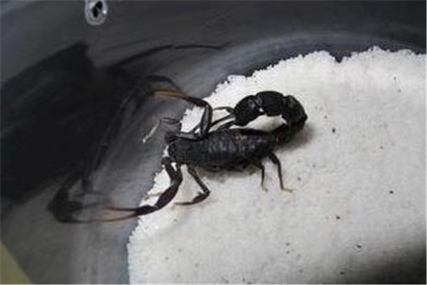 黑肥尾蝎和黄肥尾蝎哪个凶恶：都很凶恶（有很高的药用价值）20 / 作者:UFO爱好者 / 帖子ID:95459