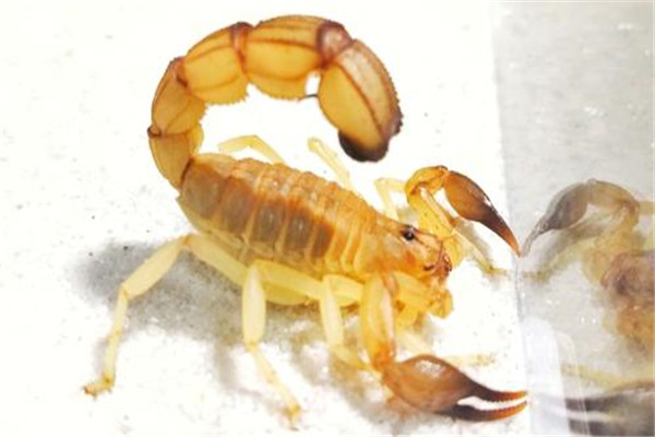 黑肥尾蝎和黄肥尾蝎哪个凶恶：都很凶恶（有很高的药用价值）216 / 作者:UFO爱好者 / 帖子ID:95459