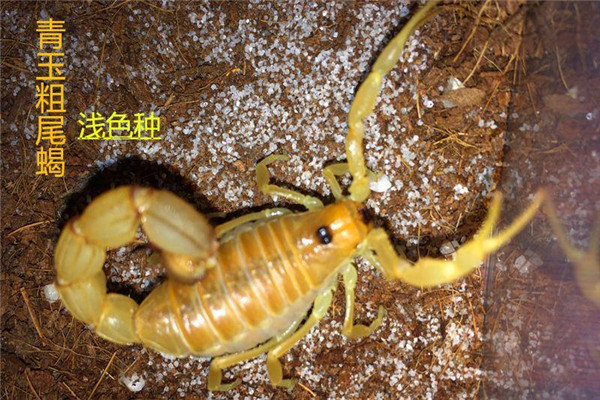 青玉粗尾蝎毒性强吗：毒性不致命（只会导致过敏）63 / 作者:UFO爱好者 / 帖子ID:95465