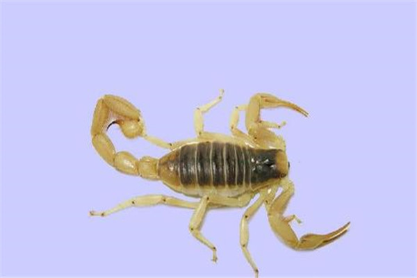 亚利桑那沙漠金蝎介绍：体型庞大（性情凶猛）808 / 作者:UFO爱好者 / 帖子ID:95501