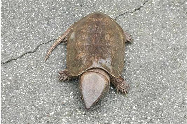 大头龟：因头部较大无法缩进壳内（又名平胸龟）16 / 作者:UFO爱好者 / 帖子ID:94858