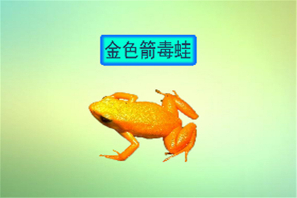 金色箭毒蛙：颜色明亮的一种蛙（毒性极强很是恐怖）687 / 作者:UFO爱好者 / 帖子ID:94939