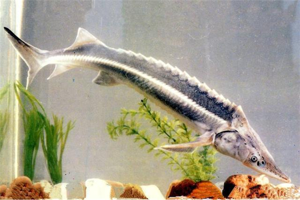 裸腹鲟：多生活在海岸和海口（属于淡水生物）893 / 作者:UFO爱好者 / 帖子ID:95047