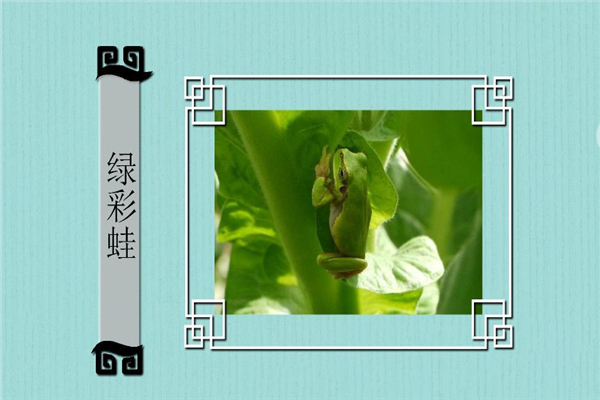 绿彩蛙：属于中等体型的青蛙（耳膜很是灵敏）517 / 作者:UFO爱好者 / 帖子ID:94976